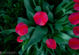 Tulipes – photographie de nature – projet personnel